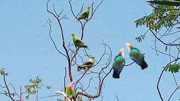 Hunting burung Pergam dan Punai di hutan bakau (mangrove) @agusthehunter82