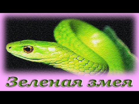 Слушать про змею. Зеленый змей. Зеленая Сказочная змея.