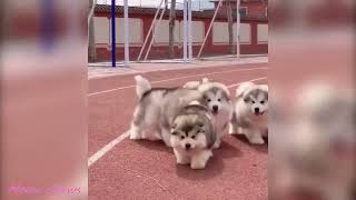 Alaskan Malamute Puppy Cutest and Funniest Moments New Compilation   Try Not To Laugh