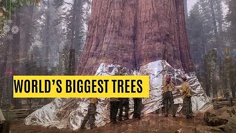 5 Biggest Trees on Earth  bigger than your imagination, world’s largest trees,