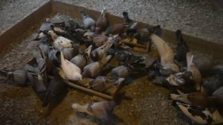 feeding the 2016 young birds