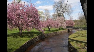 Verona Park NJ Cherry Blossoms