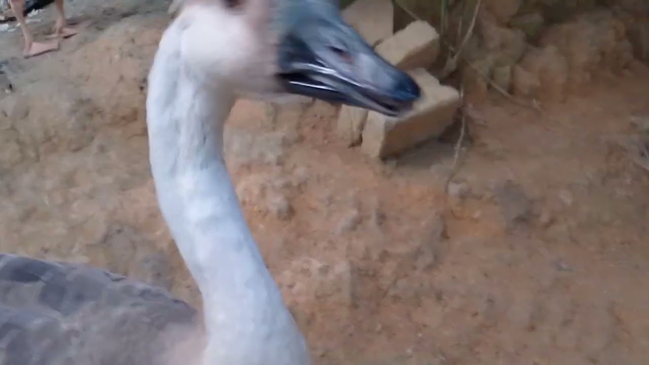 Fred e junior pe na estrada observando os gansos 