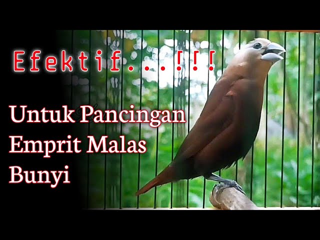 mprit kaji malas bunyi? pakai pancingan ini biar gacor‼️ - masteran burung emprit kaji gacor 88. class=