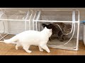 猫社会のパワハラの実態 猫社会のパワハラの実態