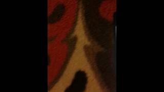 Şerefime Namusuma Demet Akalın