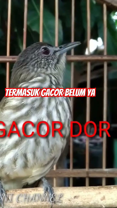 Cucak Rawis GACOR