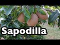 All About Sapodilla!
