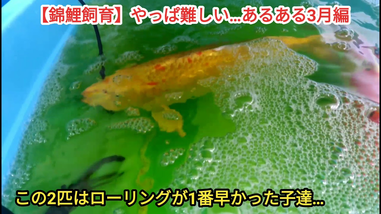 R3 3 13 錦鯉飼育 やっぱり難しい あるある3月編 Youtube