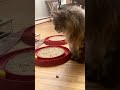 🔉 Huge Cat Almost Crashes into the Water Fountain 😲 MaineCoonCapers