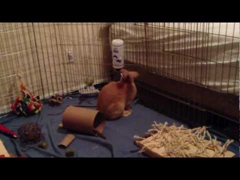 Video: How To Train A Rabbit To Drink