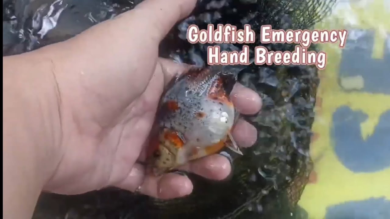 After 3 Days Goldfish Eggs Hatch Pakain sa Baby Goldfish Naman