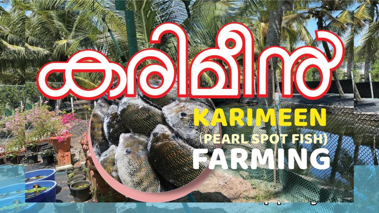 Fish Farming in Kerala | Karimeen | Pearl Spot Fish