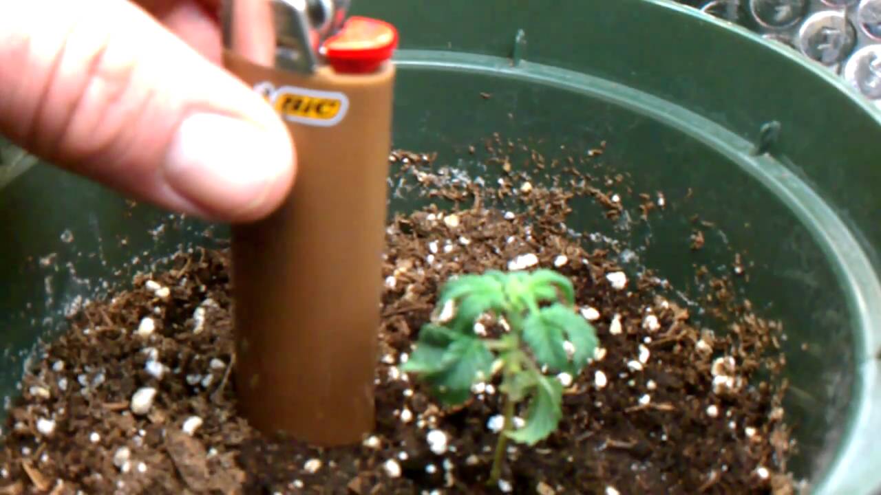 Trainwreck grow need help....