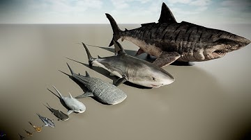 Living And Extinct Shark Size Comparison