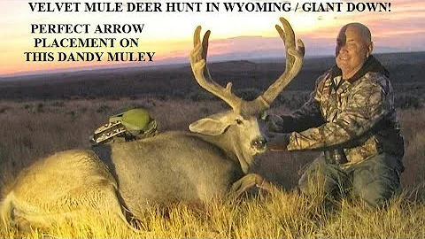 VELVET MULE DEER ARROWED IN WY 2020 BOW & ARROW VELVET DEER HUNT