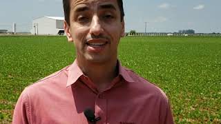 Intacta 2 Xtend Da Bayer - Fábio Passos