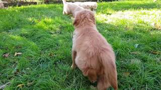 Cucciolata Golden Retriever 25/09/2017 L'EMPORIO GOLD PRINCIPESSA - ROBERTO'S WELSEA Cucciolata Golden Retriever 25/09/2017 L'EMPORIO GOLD PRINCIPESSA - ROBERTO'S WELSEA
