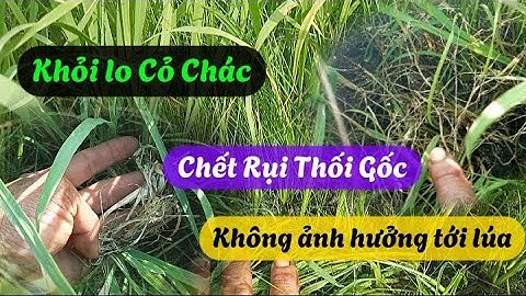 thuốc trừ cỏ chác lác không ảnh hưởng đến lúa | Nông Dân Miền Tây.
