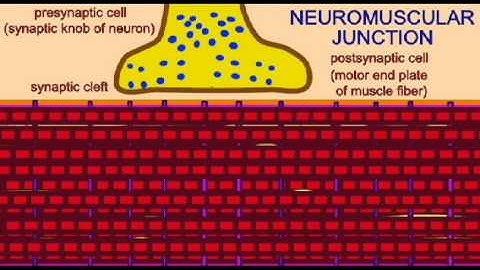 AP1: NEUROMUSCULAR JUNCTION.avi