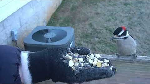 Befriending the wild Birds Part 3 and Timelapse