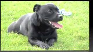 English Staffordshire Bull Terrier Playing At The Park