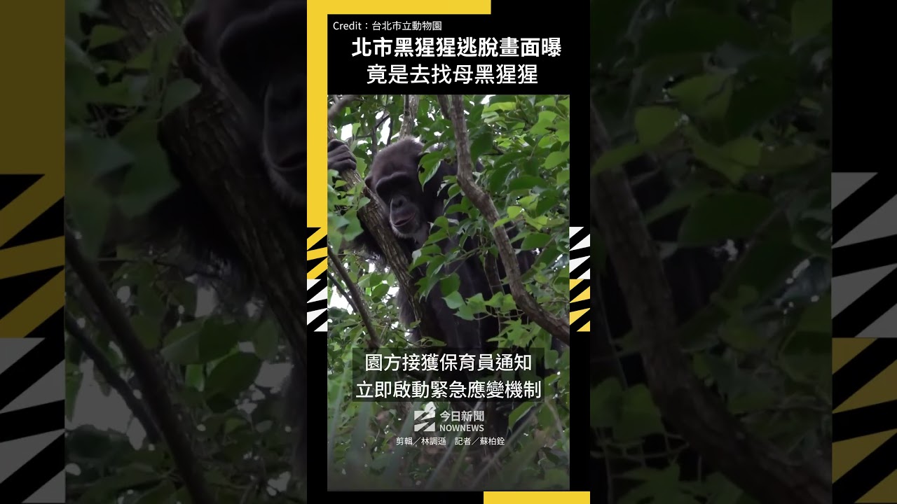 北市黑猩猩逃脫畫面曝竟是去找母黑猩猩｜NOWNEWS