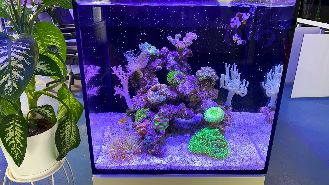 Two Month Update on the One-Day Nano Reef Tank Build [Video