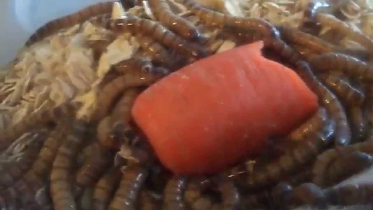 Large Superworms eat a carrot YouTube