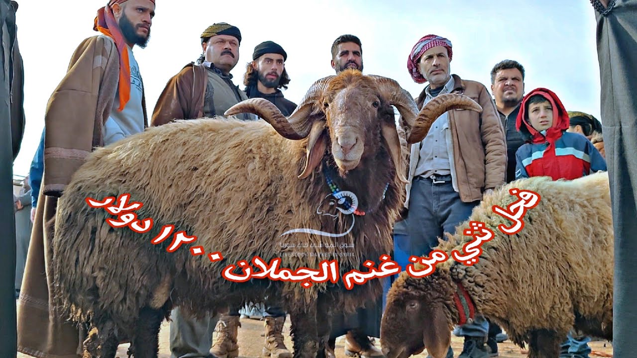 اليوم حلال الجملان كثير بالسوق شاهد حركة سوق الغنم في معرة مصرين 27/ 2/ 2024