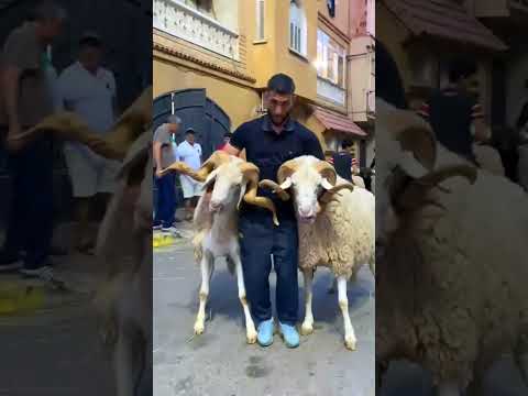 كبش العيد  كباش سلعة قوة 