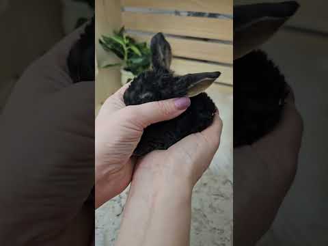 Mini Plush Lops