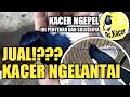 Kacer Turun Tangkringan Ini Solusinya Cara Mengatasi Kacer Ngelantai Dr Kacer Mp3 - Mp4 Download