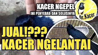 KACER TURUN TANGKRINGAN?? INI SOLUSINYA | CARA MENGATASI KACER NGELANTAI | DR KACER