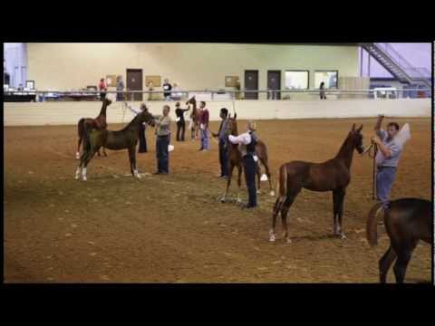 Video: Plemeno American Saddlebred Horse Hypoalergenní, Zdraví A životnost