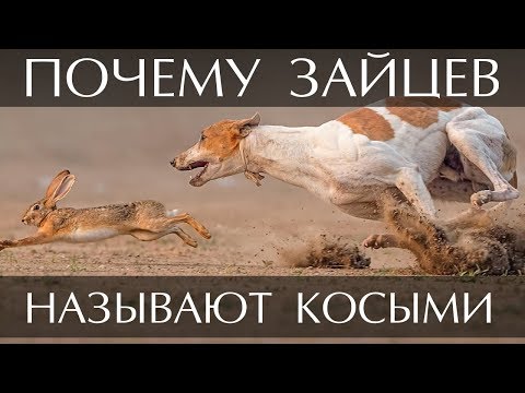 Почему зайцев называют косыми