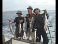 Клев как на черных камнях.Tuna fishing