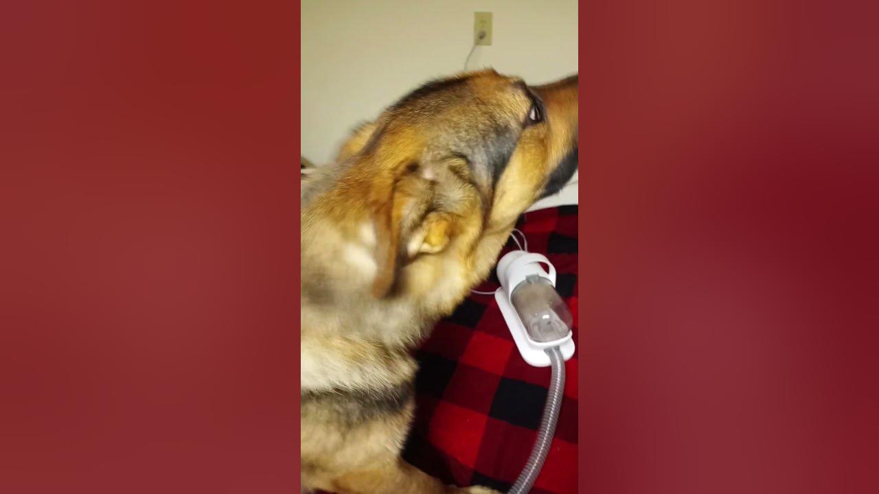 Neobot pet grooming vacuum! #share - YouTube