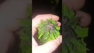OUTDOOR UK WEED HARVEST@GUERILLA STYLE #OUTDOOR GROW