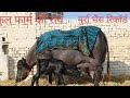 मुर्रा नस्ल की भैंस Haryanvi|Best Buffalo|Murrha With 24 Kg Milk Record|Black Gold Murrha in haryana