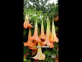“La Brugmansia que perfuma la noche… y esconde un secreto impactante 🌙😱”#flores #brugmansia 