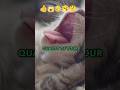 How Fall In Love Cat With Me Cat Care Tips Cat Signs Cat Lover Cat Lover Tips Shortsfeed Cat How Fall In Love Cat With Me Cat Care Tips Cat Signs Cat Lover Cat Lover Tips Shortsfeed Cat