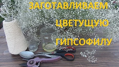 СОХРАНЯЕМ МАХРОВУЮ ГИПСОФИЛУ ТРЕМЯ СПОСОБАМИ!!!