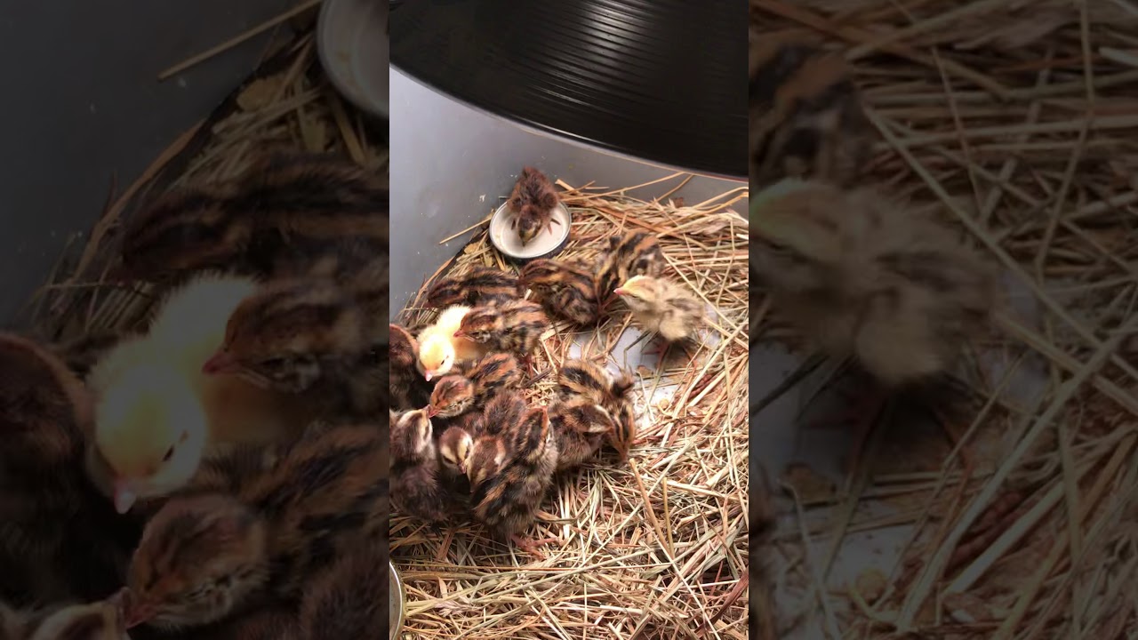 Baby Quail 