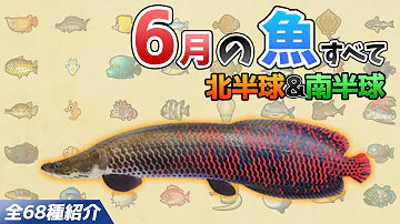 あつ森 サメ島への行き方や時間帯を紹介 背びれのある魚影から釣れるサメの種類や値段 釣り方を解説します 超低確率でしか行けない背びれ島を狙うべき季節や時期 あつまれどうぶつの森 魚図鑑 Mp3