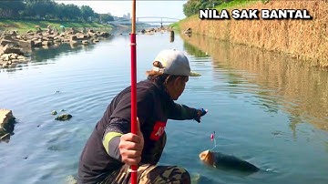 Keseruan Mancing di pingiran sungai Besar di luar dugaan ikan Nila nya Babon semua