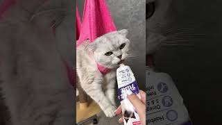 How to trim your cat`s claws 💅#pov#funny#comedy#skilt#shorts#humorous