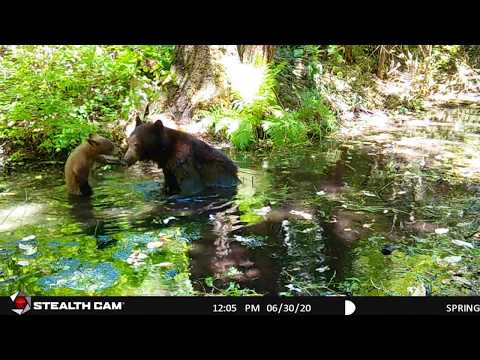 Mama bear and adorable cubs at spring