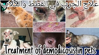 علاج الجرب في القطط والكلاب وانواعه Treatment of demodicosis in dogs & cats