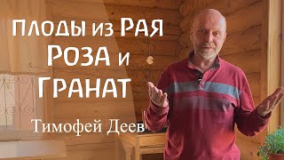 Плоды из Рая. Роза и Гранат в свете духовно-научных изысканий. Тимофей Деев